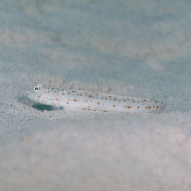 Echinogobius hayashii